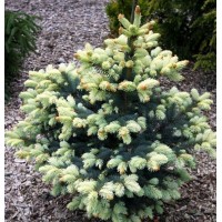 Ель колючая Биалобок (Picea pungens Bialobok)